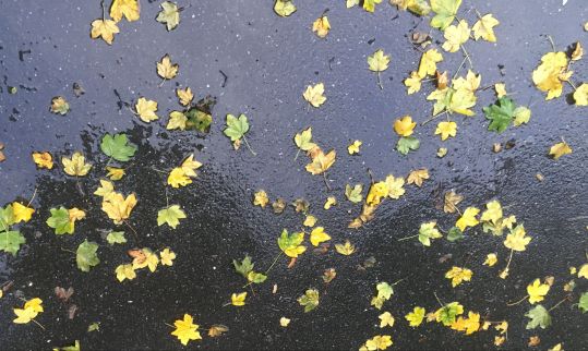 herbstblätter.jpg