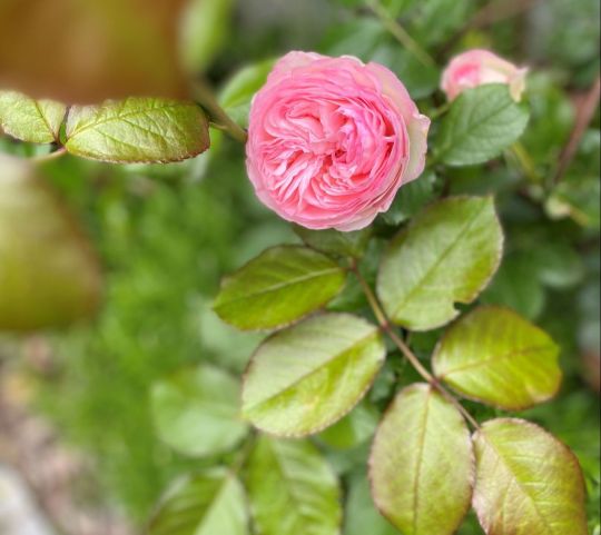 rose.jpg